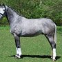 I Z C < > ; F a v o r i t e n ;